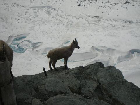 Gornergrat